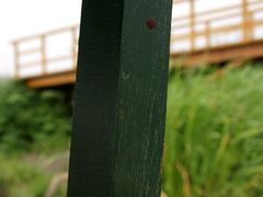 -白渔泡湿地公园