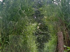-成都市活水公园
