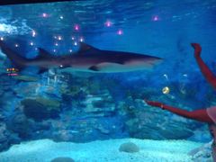 -烟台海昌鲸鲨海洋公园