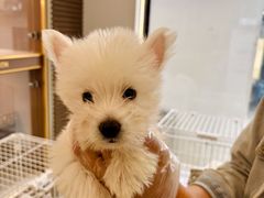 -翊宠yipet猫狗购宠庄园犬舍•猫舍