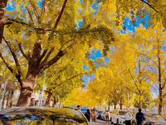 -三里屯东五街银杏大道