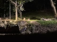 -夜间野生动物园