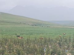 -山丹皇家马场