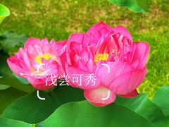 -云溪植物园