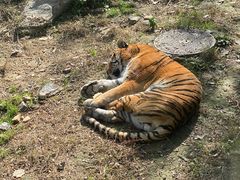 -栾川竹海野生动物园