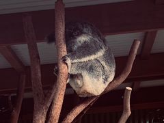 -费瑟代尔野生动物园