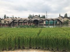 -乌村