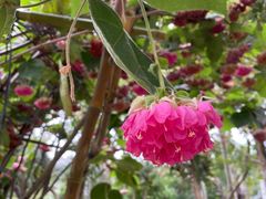 -深圳国际园林花卉博览园