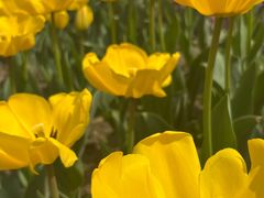 -都江堰玫瑰花溪谷