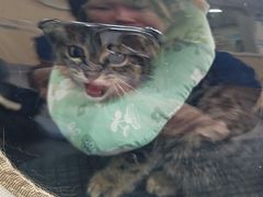 -瑞派宠物医院·犬猫全科·猫友好(宾水西道店)