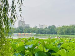 -莲花池公园