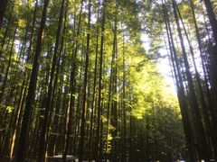 -山王坪喀斯特国家生态公园