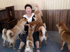 -柴源莊·柴小宠柴犬咖啡