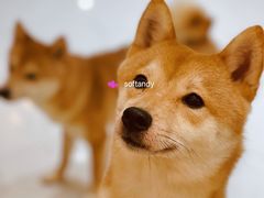 -柴源莊·柴小宠柴犬咖啡