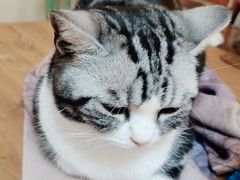 -猫小院猫主题餐厅(南锣旗舰店)