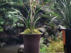 -成都杜甫草堂博物馆
