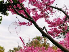 -狐尾山公园