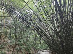 -滴水岩森林公园