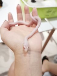 -Moni星球萌宠·小马宝莉·灵蛇·高端高阶全萌宠互动体验俱乐部(红豆国际广场店)