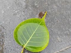 -813芭依珊 BAESAn(汇港购物中心店)