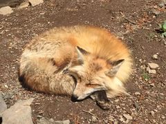 -宫城藏王狐狸村