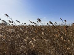 -盐城丹顶鹤湿地生态旅游区