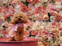 -百好乐宠物友好餐厅(朝外大街店)