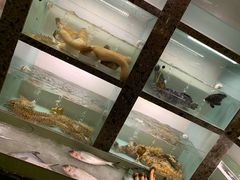 -甄御•海鲜新青岛菜(麦岛店)