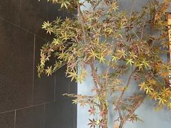 -渝乡辣婆婆·川菜 水煮鱼(安平店)