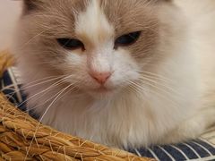 -猫咪派对(江南西店)
