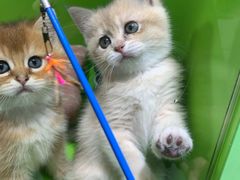 -唐小姐の猫狗洗护·购宠旗舰店(周浦万达店)