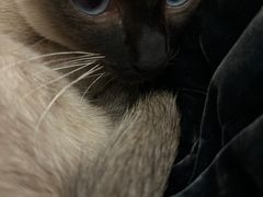 -半岛宠物医院24小时(科华中路店)