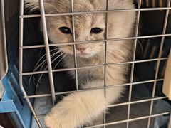 -猫十亿·布偶金渐层·曼基康矮脚猫舍(青年路店)