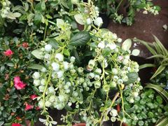 -桂林市花鸟市场