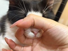 -楼上猫咖(罗湖店)