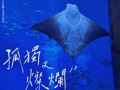 -三亚亚特兰蒂斯度假区