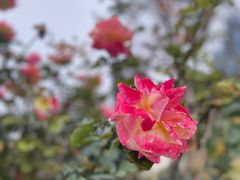 -香蜜公园