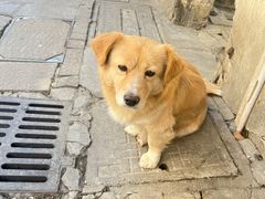 -葑门横街