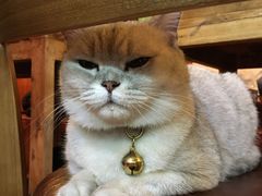 -李小姐の猫咖啡馆(五角场店)