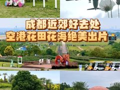 -空港花田景区
