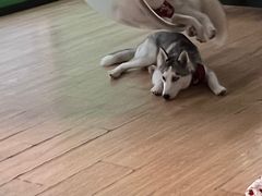 -Husky Go! 哈士奇体验馆·宠物咖啡厅狗咖