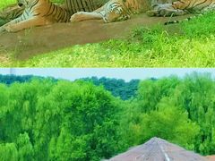 -沈阳森林动物园