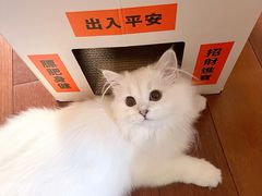 -飞行喵MR PILOT|猫舍·猫咖(静安大融城店)