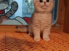 -欣宠猫屋·矮脚拿破仑·蓝金金渐层