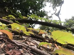 -鸿山公园