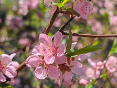 -金鸡湖桃花岛
