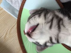 -乐派堂宠物医院·猫友好· 心脏科(东街店)