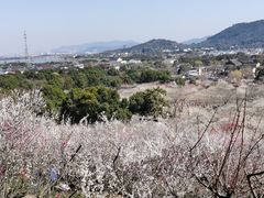 -香雪海