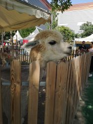 -萌宠亲子动物乐园(槐房万达店)