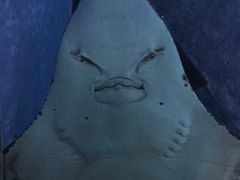 -暹罗海洋世界